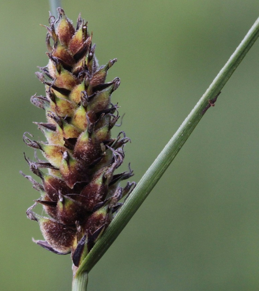 Pflanzenbild gross Faden-Segge - Carex lasiocarpa