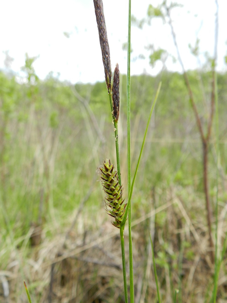 Pflanzenbild gross Faden-Segge - Carex lasiocarpa