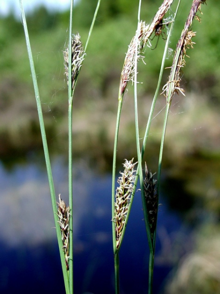 Pflanzenbild gross Faden-Segge - Carex lasiocarpa