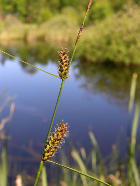 Pflanzenbild gross Faden-Segge - Carex lasiocarpa