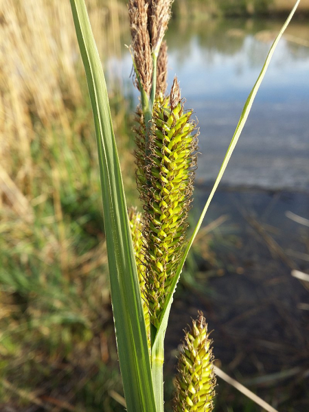 Pflanzenbild gross Ufer-Segge - Carex riparia