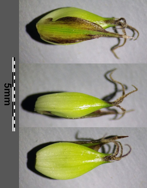 Pflanzenbild gross Ufer-Segge - Carex riparia