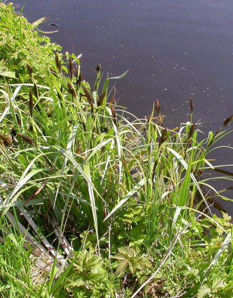 Pflanzenbild gross Ufer-Segge - Carex riparia