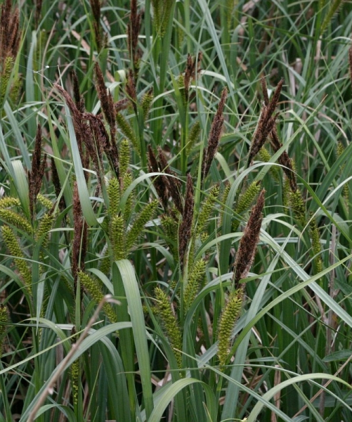 Pflanzenbild gross Ufer-Segge - Carex riparia