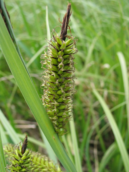 Pflanzenbild gross Ufer-Segge - Carex riparia