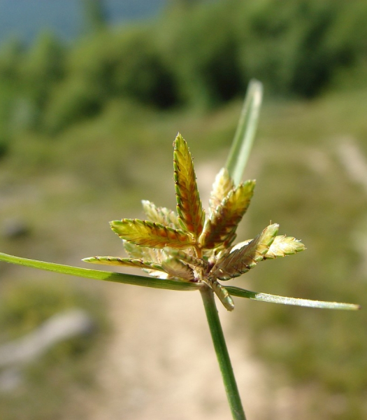 Pflanzenbild gross Gelbliches Zypergras - Cyperus flavescens