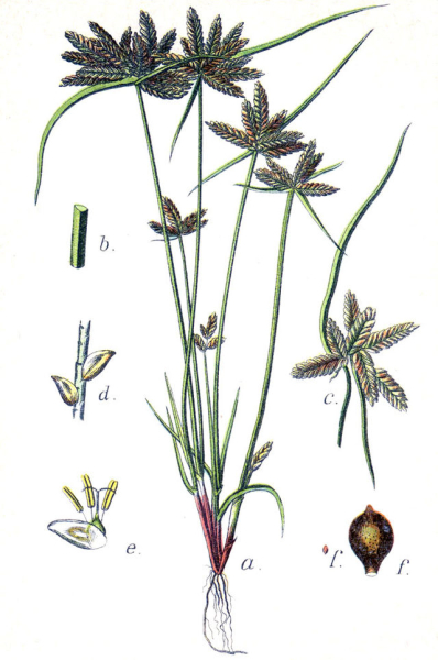 Pflanzenbild gross Gelbliches Zypergras - Cyperus flavescens