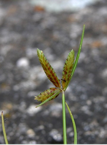 Pflanzenbild gross Gelbliches Zypergras - Cyperus flavescens