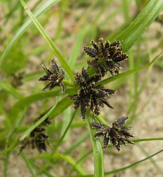 Pflanzenbild gross Schwarzbraunes Zypergras - Cyperus fuscus