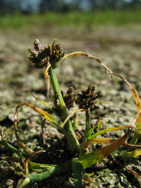 Pflanzenbild gross Schwarzbraunes Zypergras - Cyperus fuscus