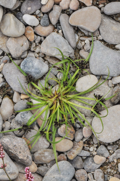 Pflanzenbild gross Schwarzbraunes Zypergras - Cyperus fuscus