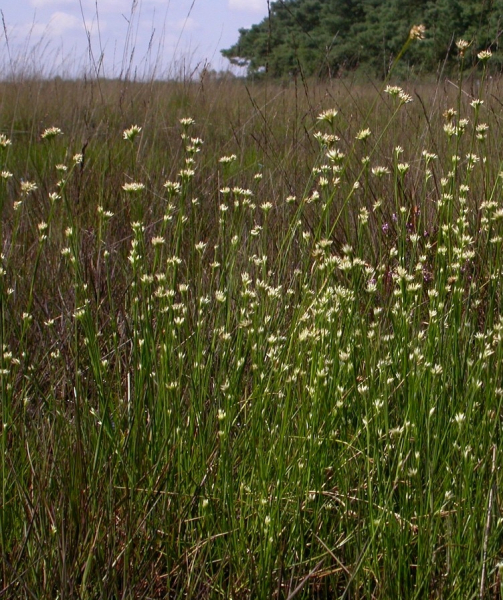 Pflanzenbild gross Weisse Schnabelbinse - Rhynchospora alba