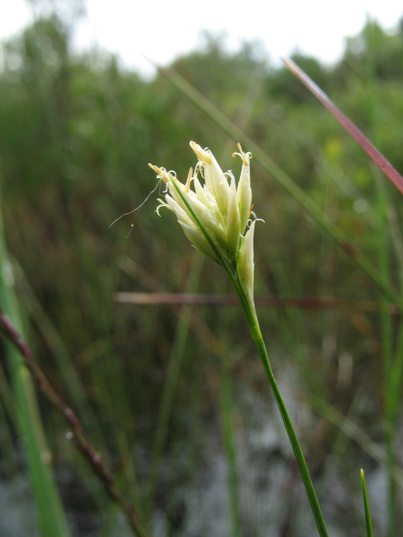 Pflanzenbild gross Weisse Schnabelbinse - Rhynchospora alba