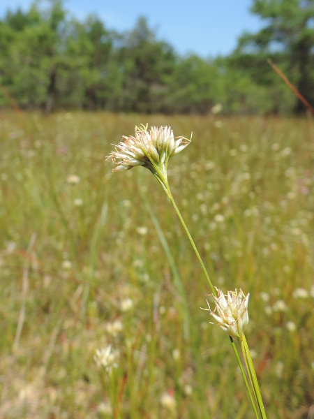 Pflanzenbild gross Weisse Schnabelbinse - Rhynchospora alba