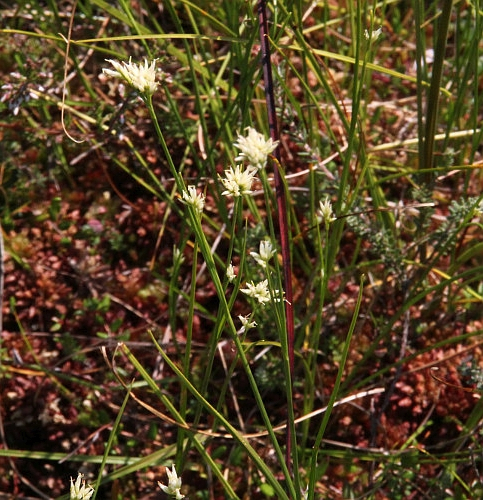 Pflanzenbild gross Weisse Schnabelbinse - Rhynchospora alba