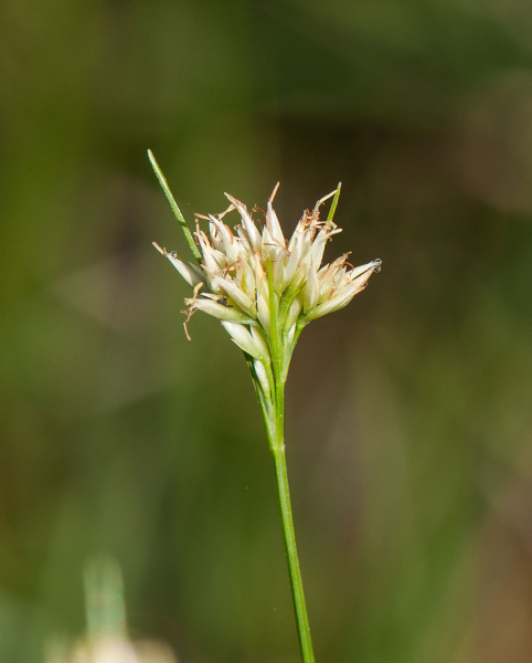 Pflanzenbild gross Weisse Schnabelbinse - Rhynchospora alba
