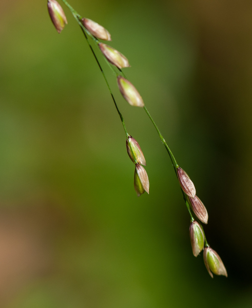 Pflanzenbild gross Einblütiges Perlgras - Melica uniflora