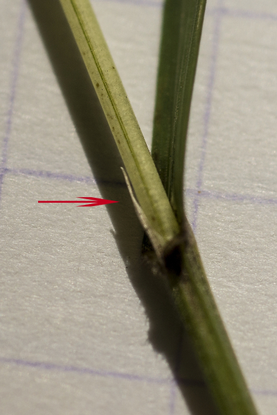 Pflanzenbild gross Einblütiges Perlgras - Melica uniflora