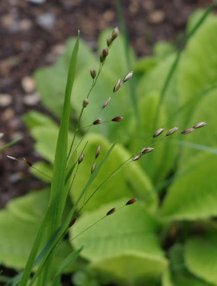 Pflanzenbild gross Einblütiges Perlgras - Melica uniflora