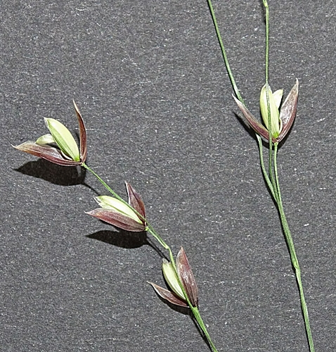 Pflanzenbild gross Einblütiges Perlgras - Melica uniflora