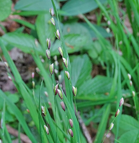 Pflanzenbild gross Einblütiges Perlgras - Melica uniflora
