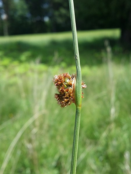 Pflanzenbild gross Knäuel-Binse - Juncus conglomeratus