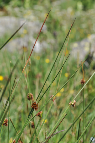Pflanzenbild gross Knäuel-Binse - Juncus conglomeratus