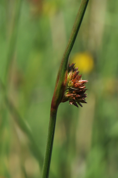 Pflanzenbild gross Knäuel-Binse - Juncus conglomeratus