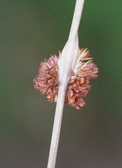 Pflanzenbild gross Knäuel-Binse - Juncus conglomeratus
