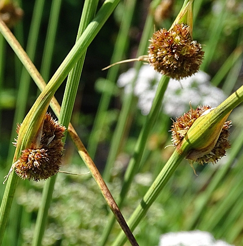 Pflanzenbild gross Knäuel-Binse - Juncus conglomeratus