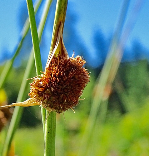Pflanzenbild gross Knäuel-Binse - Juncus conglomeratus