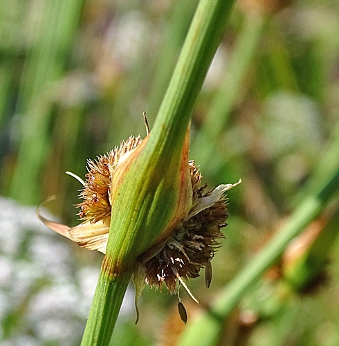 Pflanzenbild gross Knäuel-Binse - Juncus conglomeratus