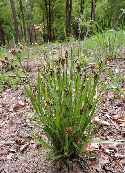 Pflanzenbild gross Vielblütige Hainsimse - Luzula multiflora aggr.