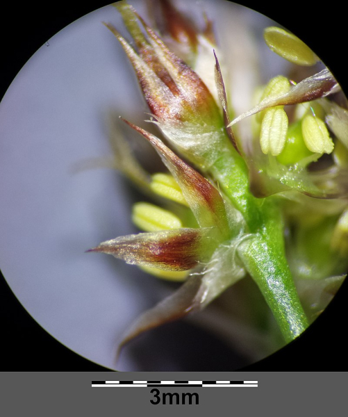 Pflanzenbild gross Vielblütige Hainsimse - Luzula multiflora aggr.