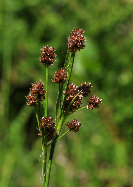 Pflanzenbild gross Vielblütige Hainsimse - Luzula multiflora aggr.