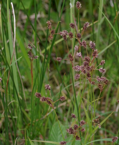 Pflanzenbild gross Vielblütige Hainsimse - Luzula multiflora aggr.