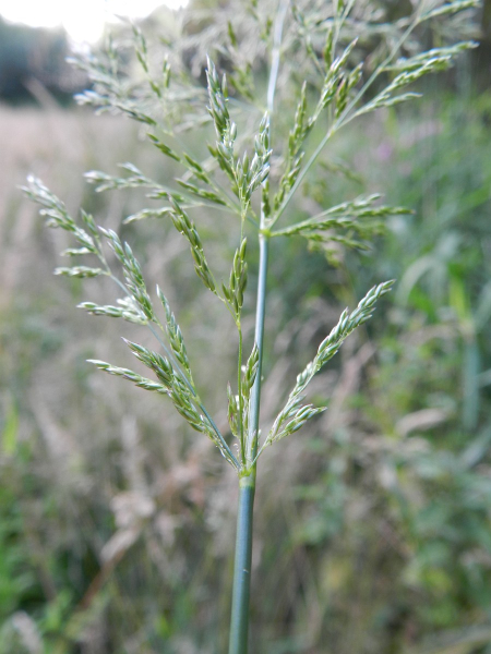 Pflanzenbild gross Riesen-Straussgras - Agrostis gigantea