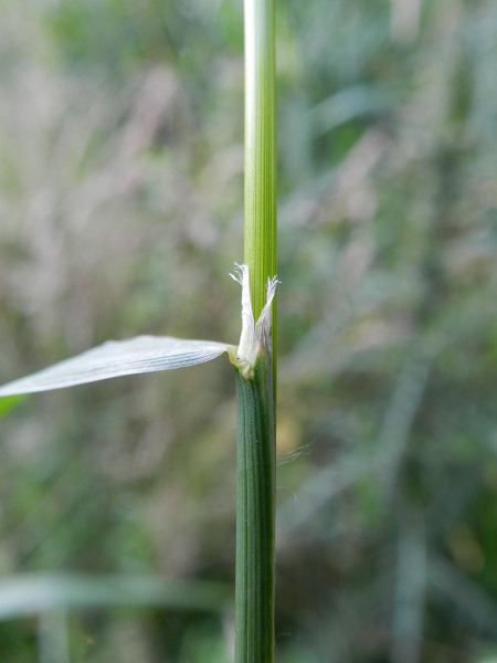 Pflanzenbild gross Riesen-Straussgras - Agrostis gigantea