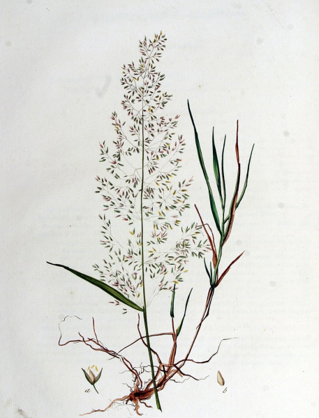 Pflanzenbild gross Riesen-Straussgras - Agrostis gigantea