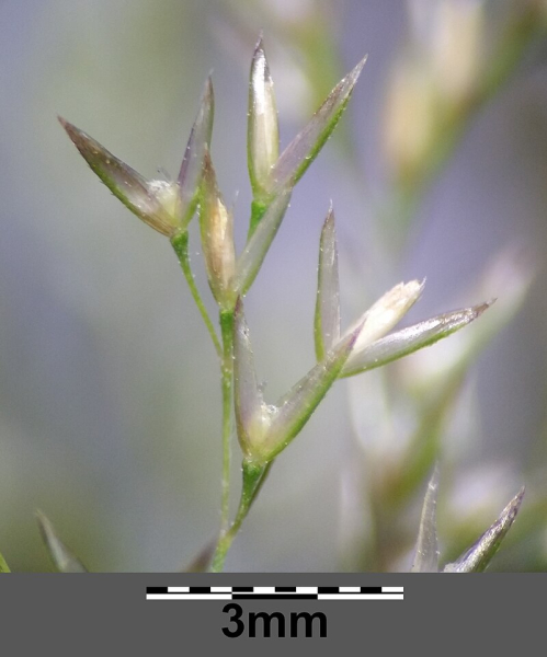 Pflanzenbild gross Riesen-Straussgras - Agrostis gigantea