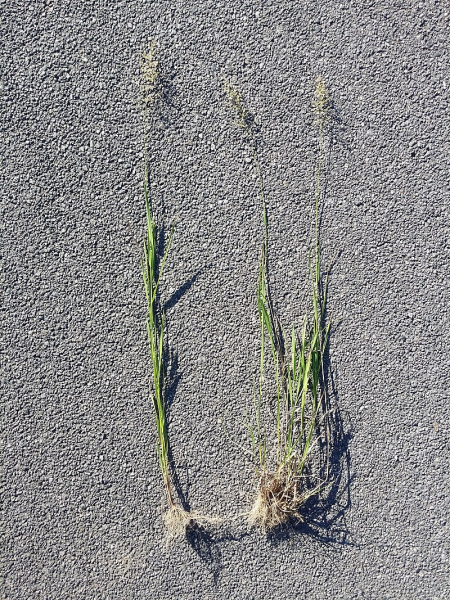 Pflanzenbild gross Riesen-Straussgras - Agrostis gigantea