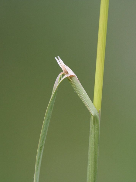 Pflanzenbild gross Riesen-Straussgras - Agrostis gigantea