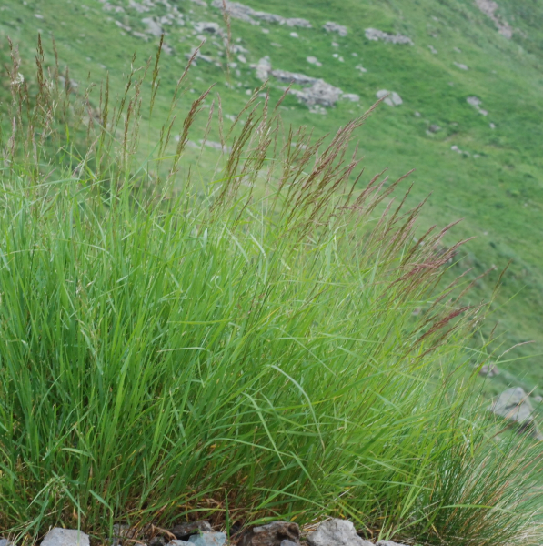Pflanzenbild gross Zartes Straussgras - Agrostis schraderiana