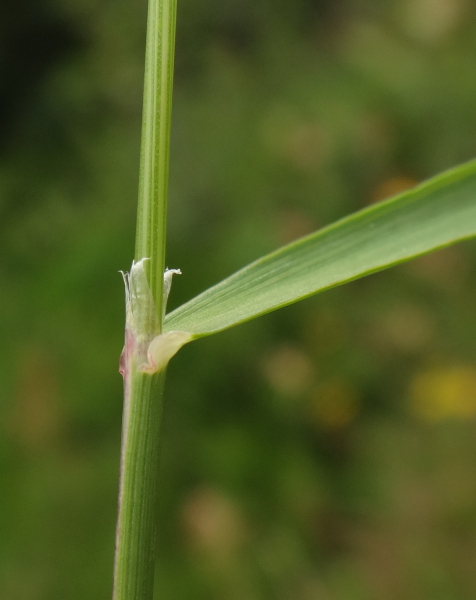 Pflanzenbild gross Zartes Straussgras - Agrostis schraderiana