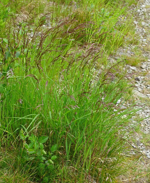 Pflanzenbild gross Zartes Straussgras - Agrostis schraderiana