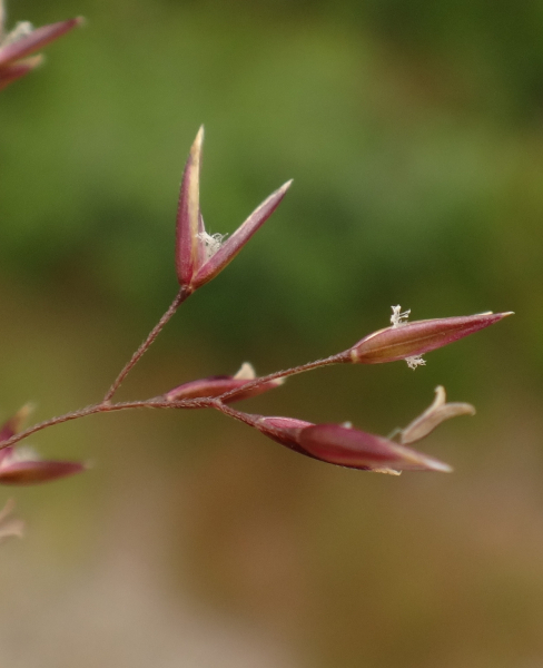 Pflanzenbild gross Zartes Straussgras - Agrostis schraderiana