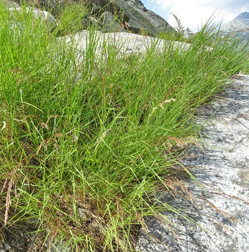 Pflanzenbild gross Zartes Straussgras - Agrostis schraderiana