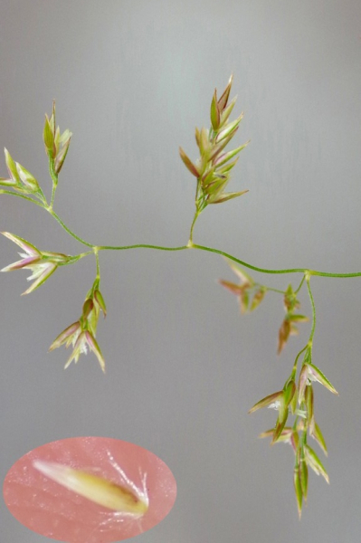 Pflanzenbild gross Zartes Straussgras - Agrostis schraderiana