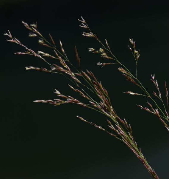Pflanzenbild gross Zartes Straussgras - Agrostis schraderiana