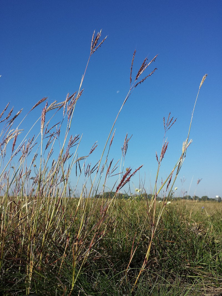 Pflanzenbild gross Finger-Bartgras - Bothriochloa ischaemum